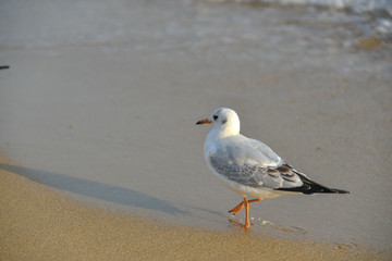 Seagull walking under dusk in Haeundae Beach, Busan, South Korea Asia.