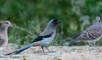 Beautiful bird, Grey Treepie (Dendrocitta formosae) Bird photographed in Sattal