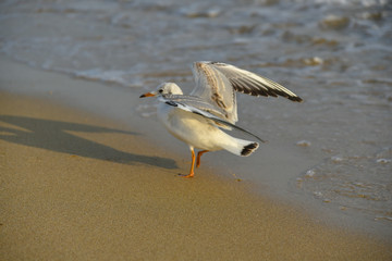 Seagull walking under dusk in Haeundae Beach, Busan, South Korea Asia.
