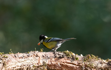 Green-backed Tit small bird with food in the beak on tree branch