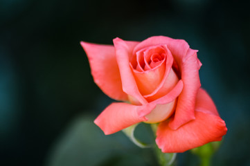 beautiful pink rose flowerhead closeup on dark background