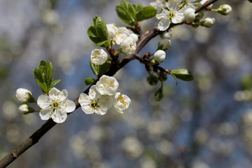 Cherry blossom in spring. White flowers and buds on a twig in a garden