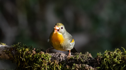 Red-billed leiothrix bird with open wings on tree branch