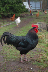 rooster in the farm