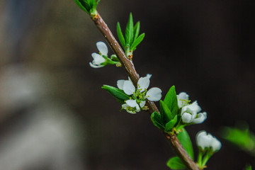 white flowers on a tree