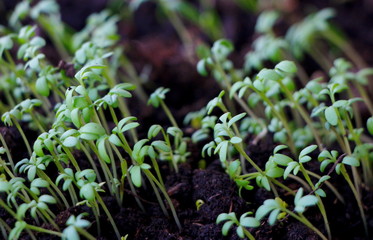 young green plant. Home seedling