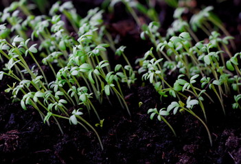 close up of green grass. Home seedling
