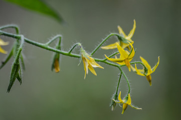 yellow tomatoes flowers close up in spring