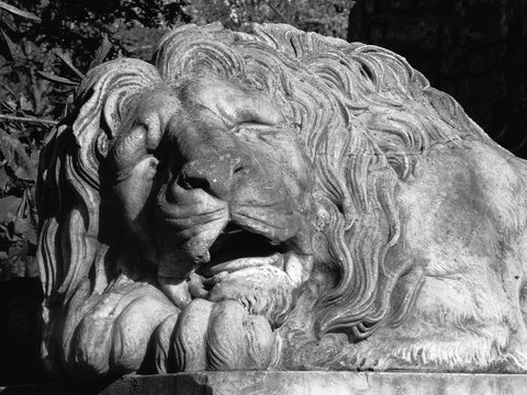 Stone sculpture of a sleeping lion, black and white photo.