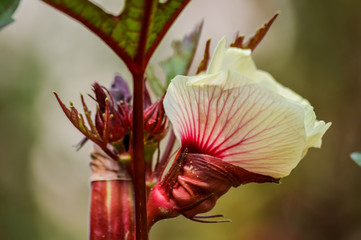 beautiful white and red okra flower with buds on garden sunlight close up
