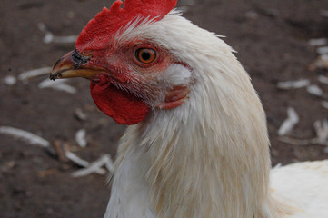 close up of white chicken