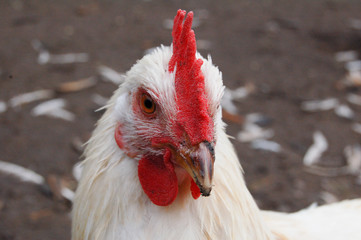 portrait of a chicken