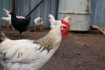 free range chicken