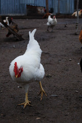 free range chickens on farm