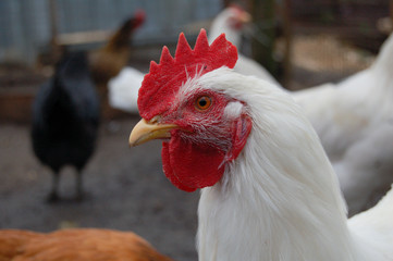 portrait of a rooster