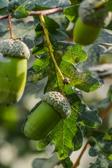 oak green acorn on a branch close up