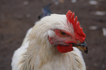 portrait of a chicken