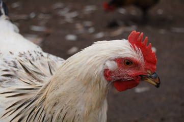 portrait of a chicken