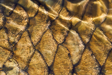 close up of golden fish scales © Alvaro