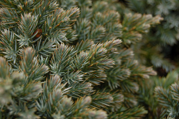 branches of a pine