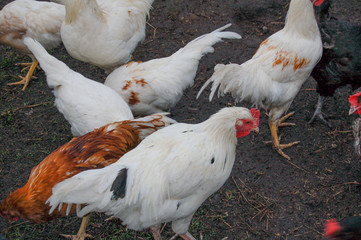 chicken on the farm