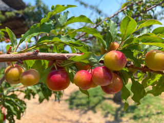plums on tree branch in garden