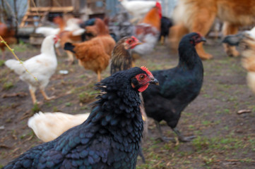 chickens in the yard