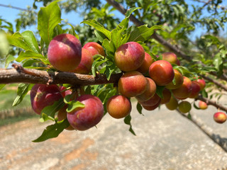 ripe plums on tree branch in garden