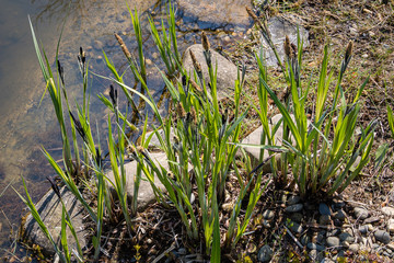 Blooming sedge Carex 
