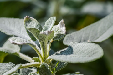 organic sage leaves in sunlight close up -  Salvia officinalis