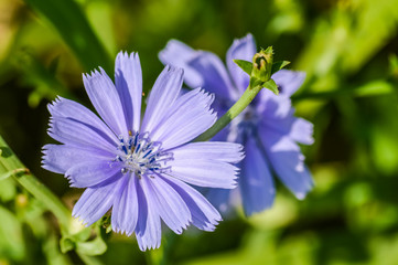 beautiful chicory flower macro - Cichorium intybus