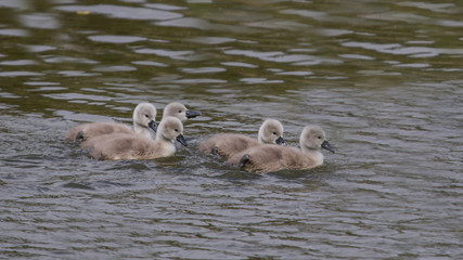 Mute swan signets swimming on a river - 346790924