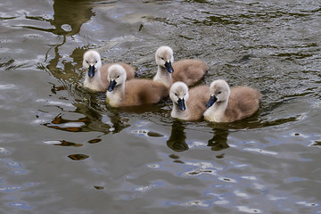 Mute swan signets swimming on a river - 346790992