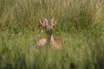 Fallow deer in the grass - 346791159