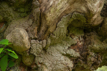 tree bark texture - 346791172