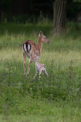 Female fallow Deer with her young fawn - 346791305