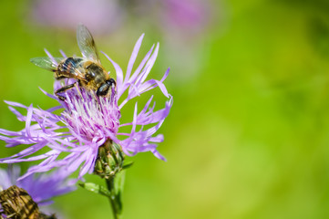honey bee on purple cornflower macro