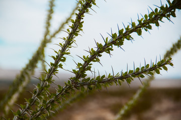 Cactus needles