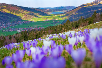 Krokusse - Allgäu - Hündle - blühen - Oberstaufen - Frühling - Alpsee 