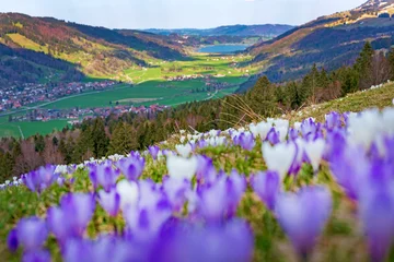 Selbstklebende Fototapeten Krokusse - Allgäu - Hündle - blühen - Oberstaufen - Frühling - Alpsee  © Dozey