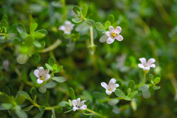 fresh bacopa herb with purple flowers in the garden