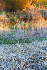 Dry grass in spring - high fire  danger. 