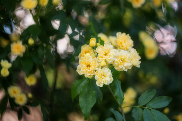 Beautiful yellow Bush rose-Rosa banksiae blooms in the spring in the garden. Rosa banksiae is a species of Rosehip genus in the family Rosaceae, close-up.