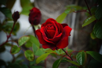 A beautiful red rose in a bud, in the magical atmosphere of a rose garden