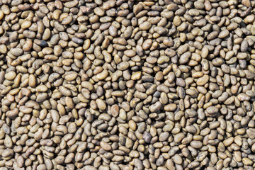 clover plant seeds macro photo