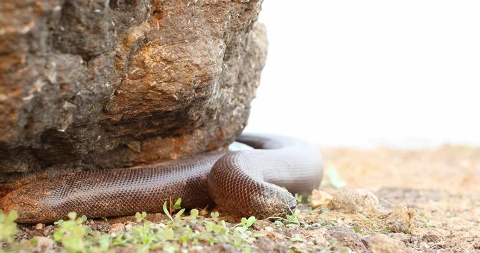 Endangered Red Sand Boa snake tries to find resting place to hide under a rock