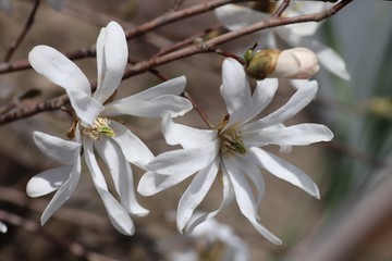 Fototapeta na wymiar Kwiaty białej magnolii.
