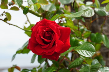 An incredibly beautiful blooming fresh and fragrant red rose after the rain