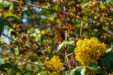 Yellow inflorescences on branches of Mahonia aquifolium or Oregon bloom on blurry background of green prickly foliage. Selective focus. Close-up. Huge yellow flower. Natural backdrop for any idea.