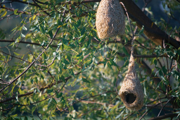 bird nest in tree